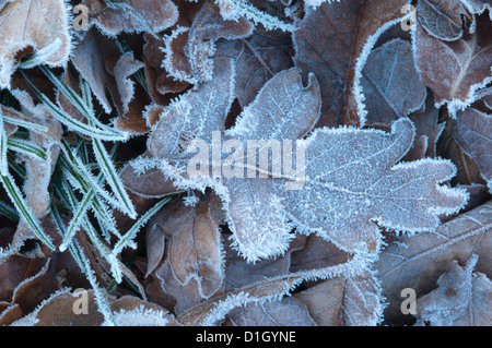 Givre sur les feuilles. La feuille de chêne est principal [Quercus] West Sussex, Angleterre, Royaume-Uni. Novembre. Banque D'Images