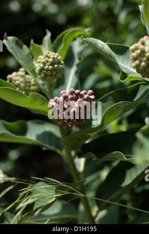 L'asclépiade (Asclepias plante pourpre purpurascens) avec de nouveaux bourgeons vert, et non ouvert fleurs roses. Banque D'Images