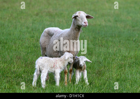 Moutons avec deux agneaux sur un champ de prairie Europe Banque D'Images