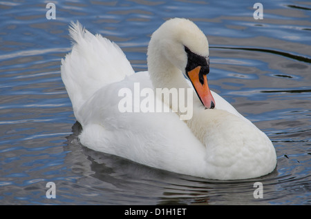 Un beau cygne muet vu de près d'un lac Banque D'Images