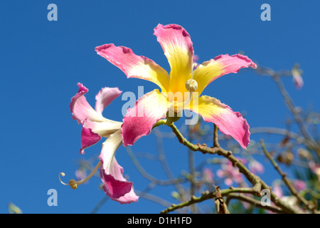 Arbre de soie fleurs (Chorisia speciosa) Banque D'Images