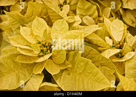 Une photographie de certaines plantes poinsettia jaune. Banque D'Images