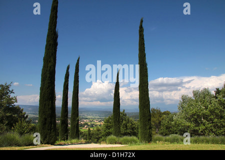 Cyprès dans le parc à Oppède-le-Vieux, dans le sud de la France Banque D'Images