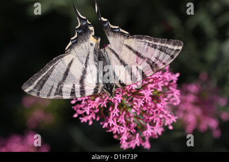 Swallowtail Iphiclides podalirius dans un parc à Oppède-le-Vieux, dans le sud de la France Banque D'Images