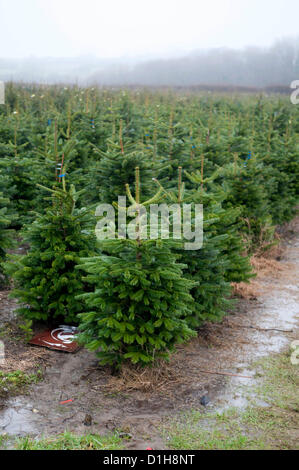 La péninsule de Gower, au Royaume-Uni. 22 décembre 2012. Domaine de la production d'arbres de Noël à l'extérieur d'une grotte de trois croix sur la péninsule de Gower, près de Swansea aujourd'hui. Banque D'Images