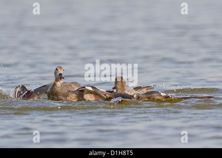 Le Canard chipeau (Anas strepera) combats drakes Banque D'Images