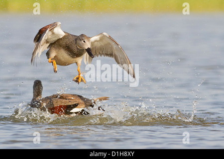 Le Canard chipeau (Anas strepera) combats drakes Banque D'Images