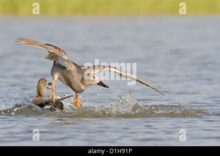 Le Canard chipeau (Anas strepera) combats drakes Banque D'Images