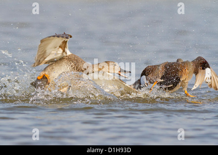 Le Canard chipeau (Anas strepera) combats drakes Banque D'Images