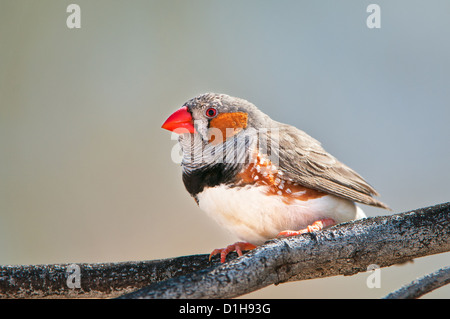 Diamant mandarin mâle assis sur une branche. Banque D'Images