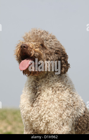 Lagotto Romagnolo chien chien truffe portrait adultes blanc et brun profil Banque D'Images