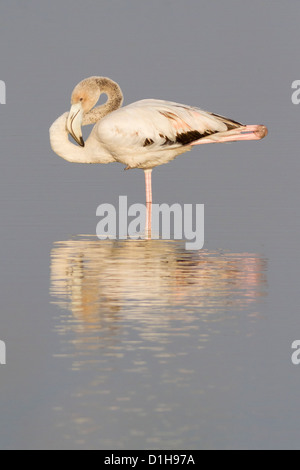 Flamant rose (Phoenicopterus roseus) Banque D'Images