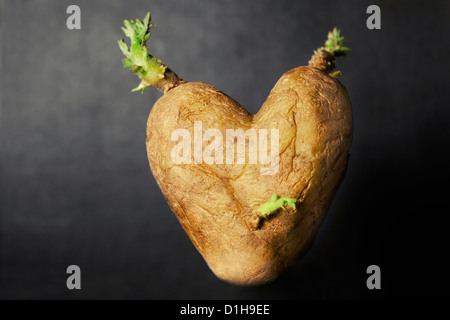 La pomme de terre en forme de coeur sur fond sombre Banque D'Images