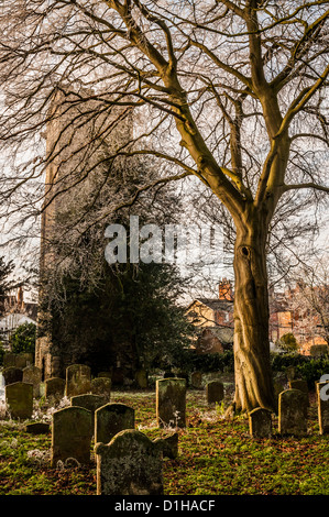 L'église St Mary Magdalene cour avec un arbre givré à Stony Stratford, Milton Keynes, UK. Banque D'Images