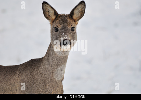 Jeune chevreuil. Banque D'Images