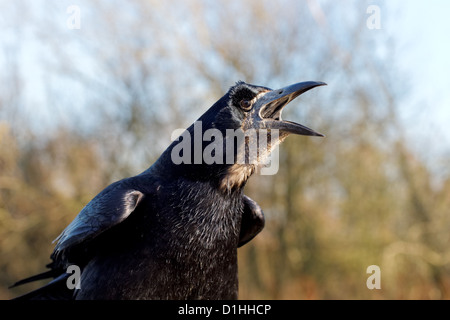 Rook, Corvus frugilegus, seul oiseau appelant head shot, Warwickshire, Décembre 2012 Banque D'Images