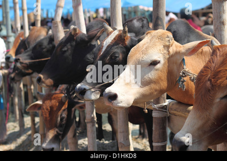 Kurbani typique marché au bétail au Bangladesh Banque D'Images