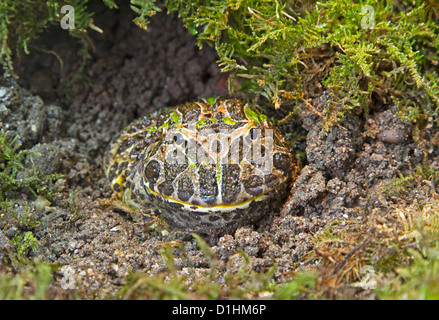 La grenouille cornue d'Argentine / Ceratophrys ornata Banque D'Images