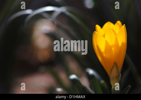 L'automne jaune fleur de crocus, macro photographie Banque D'Images