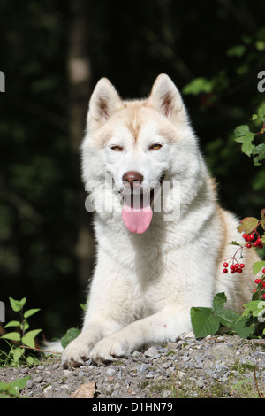 Chien Husky de Sibérie portrait des profils brun et blanc couché Banque D'Images