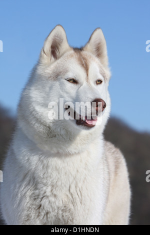 Chien Husky Sibérien Brown et blanc portrait adultes Banque D'Images