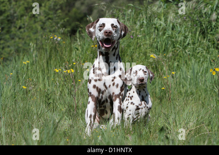 Dalmatien Dalmatiner / / Dalmatien adulte et chiot assis dans un pré Banque D'Images