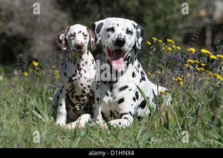 Dalmatien Dalmatiner / / Dalmatien adulte et chiot dans un pré Banque D'Images