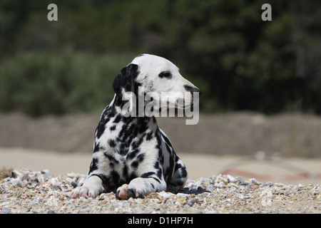 Dalmatien Dalmatiner / / Dalmatien chiot gisant sur le sol Banque D'Images