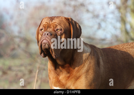 Chien Dogue de Bordeaux / Dogue de Bordeaux portrait adultes Banque D'Images