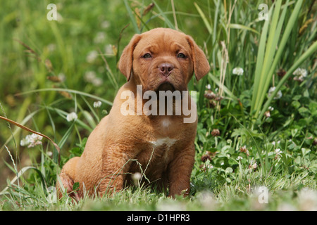 Chien Dogue de Bordeaux / Bordeaux Chien de Mastiff Dogue de Bordeaux / Dogue de Bordeaux puppy sitting on the grass Banque D'Images