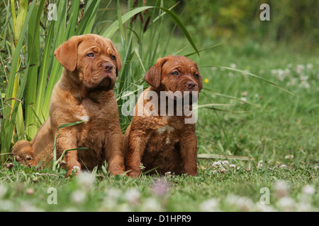 Chien Dogue de Bordeaux / Dogue de Bordeaux deux chiots assis dans l'herbe Banque D'Images