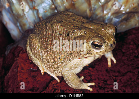 Texas Toad Bufo speciosus Brewster County, Texas, United States Juin Bufonidae Adultes Banque D'Images