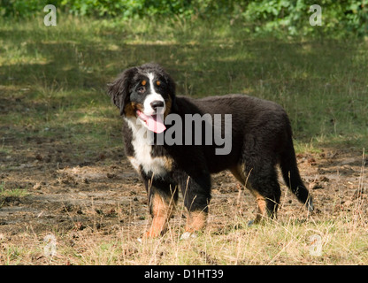 Chiot Banque D'Images