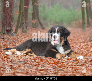 Portrait plein air de jeune chiot Banque D'Images