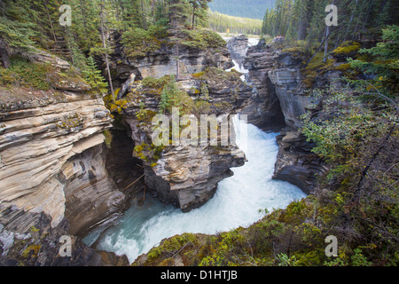 Les chutes Athabasca, le long de la promenade des Glaciers dans le parc national Jasper en Alberta Canada, dans les Rocheuses canadiennes Banque D'Images