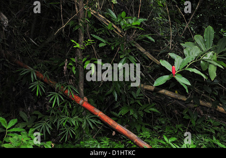 Rain forest thicket voir fleur de gingembre rouge, rouge tige de canne à sucre se trouvant feuilles vertes, Grand Etang, forêt, la Grenade Antilles Banque D'Images