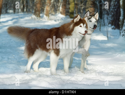 Chiens Husky de Sibérie dans la forêt Banque D'Images