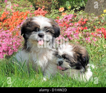 Shih Tzu chiens dans le jardin Banque D'Images