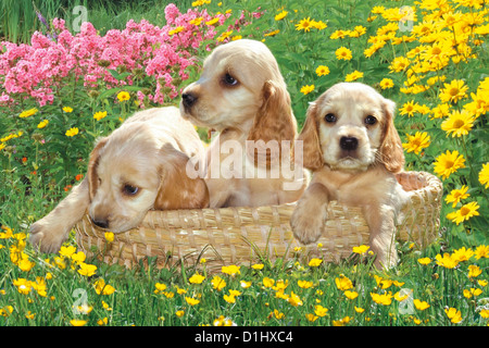 Jeune Cocker Anglais chiens dans le panier Banque D'Images