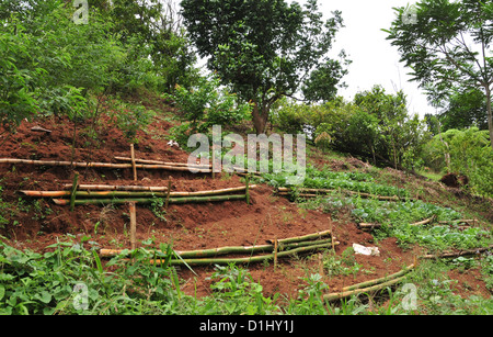 Voir, à partir de la cascade des sept Sœurs, sentier de terre rouge de potager sur la pente en terrasses, Grand Etang Forêt, la Grenade, dans les Antilles Banque D'Images