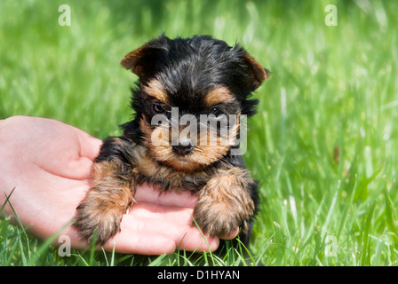 Piscine près de portrait seul jeune bébé Yorkshire Terrier dans l'herbe Banque D'Images