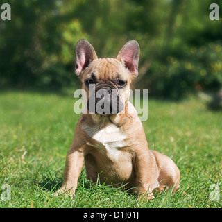 Portrait de jeune bouledogue français dans l'gardem Banque D'Images