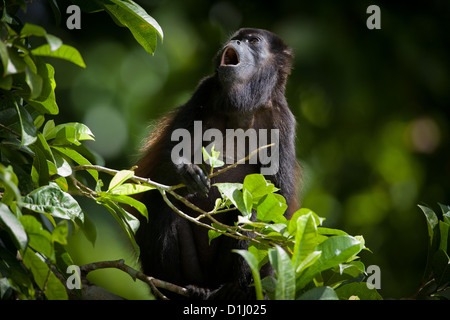 Fuligineux, sci.name ; singe hurleur Alouatta palliata, au parc national de Soberania, République du Panama. Banque D'Images