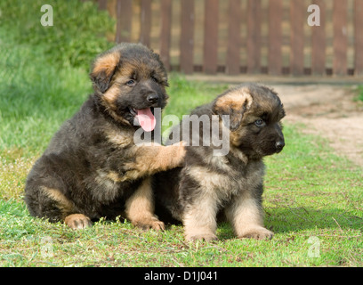 Chiots berger allemand dans l'herbe Banque D'Images
