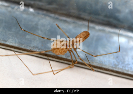 Spider cave femelle avec cocon (Pholcus phalangioides) Banque D'Images