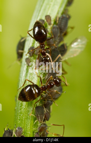 Les fourmis d'hiver ayant tendance à les pucerons comme source de nourriture. Banque D'Images