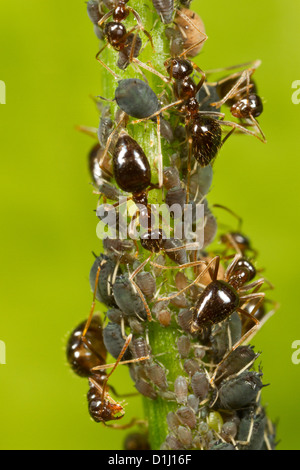 Les fourmis d'hiver ayant tendance à les pucerons comme source de nourriture. Banque D'Images