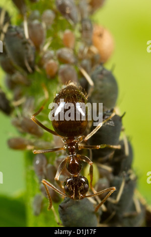 Les fourmis d'hiver ayant tendance à les pucerons comme source de nourriture. Banque D'Images