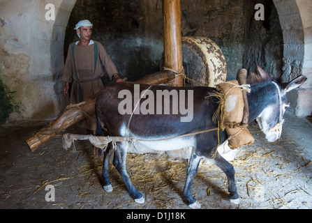 Millstone & âne utilisé pour presser les olives pour faire l'huile d'olive dans Nazareth Village Banque D'Images