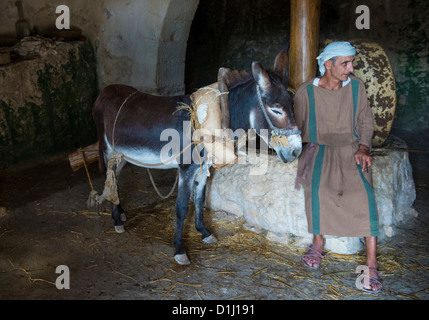 Millstone & âne utilisé pour presser les olives pour faire l'huile d'olive dans Nazareth Village Banque D'Images